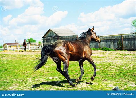 Horse Run Gallop In Meadow Stock Image Image Of Stallion 150884043