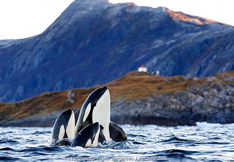Nature Picture Library Killer Whales Orcas Orcinus Orca Two