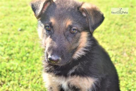 Apollo German Shepherd Puppy For Sale Near Springfield Missouri