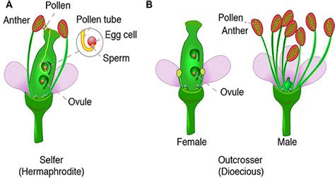 Flower Male And Female Reproductive Parts Male Female Reproductive Parts Of A Flower Youtube