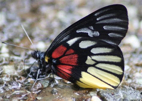 : Butterflies Pieridae(Whites&Yellows) » Subfamily Pierinae (The Whites ) Genus Delias (The 