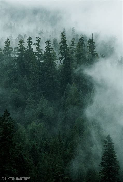 Oregon Foggy Forest Nature Scenery Foggy