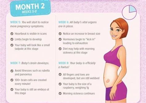 Pregnancy Month By Month Guide To Your First Month