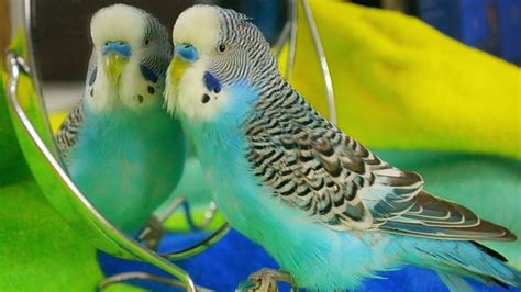 Parakeet Sounds Budgie Singing To Mirror Youtube