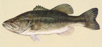 bass fish senseshabitat  behavior