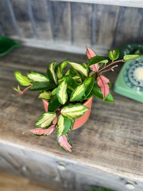 Hoya Carnosa ‘tricolor Plants Plant Mom Houseplants