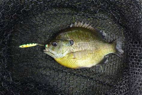 10 Tips For Catching Giant Bluegills This Summer Outdoor Life