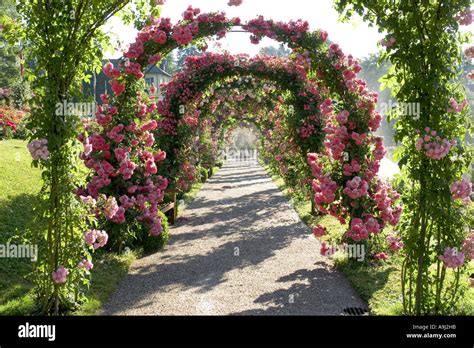 Rose Rosa Spec Rose Trial Garden Beutig The Rose Elbows Germany