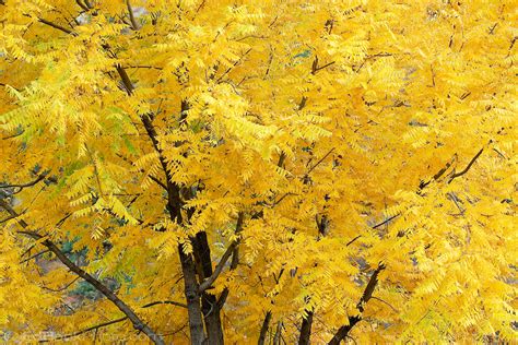Black Walnut Tree Yellow Leaves In Autumn Edbookphoto