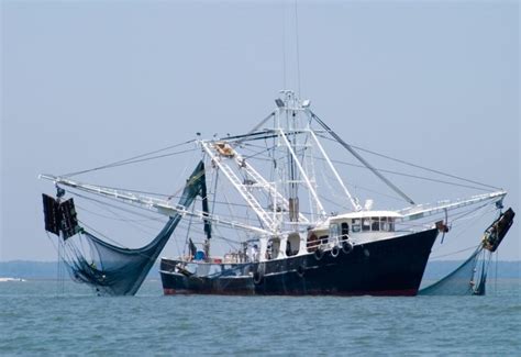 Pesca Salvaje Diferencias Frente A La Acuicultura Krustagroup