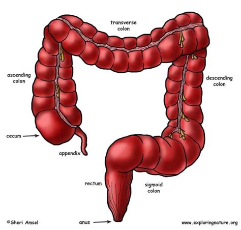 Large Intestine Colon