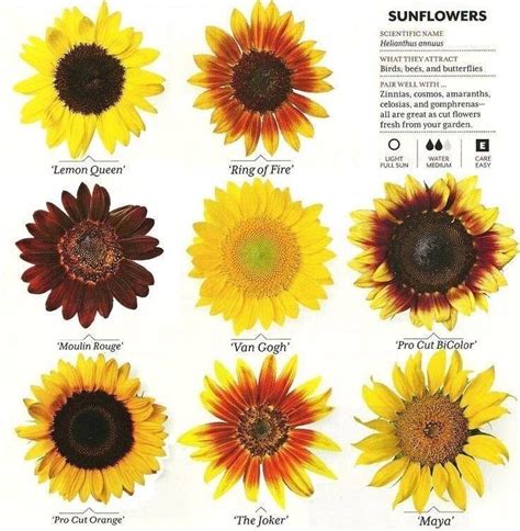 Sunflower Types Modern Design In 2020 Growing Sunflowers Types Of
