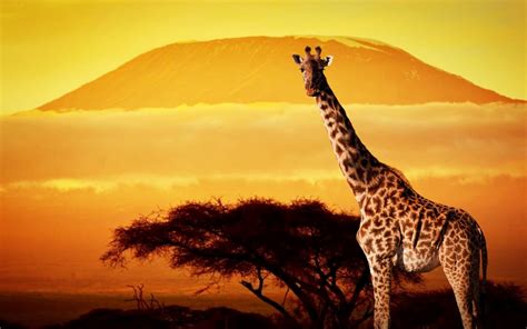 Animals Under The Beautiful Sunset Giraffe Pictures Mount