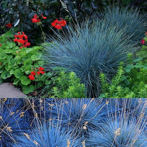 Festuca Intense Blue Grass 3 Plants Carbeth Plants