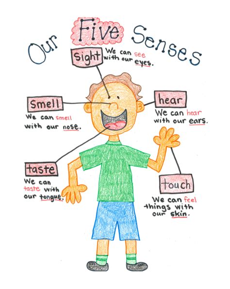 Five Senses Chart Teach On