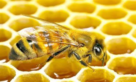لماذا لا يدور النحل على التمر؟