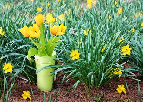 However, during the flowering season the tree sheds its leaves and bears large showy flowers. The Month of March 2021: Holidays, Astronomy, Fun Facts ...