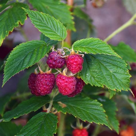 Raspberry Plants For Sale Online Raspberry Royalty Easy To Grow Bulbs