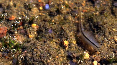 Photo Closeup Of Endangered San Diego Fairy Shrimp Ucla