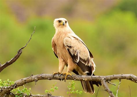 Special Kenya Birding Tour Nature Travel Africa Private Or Group Tours