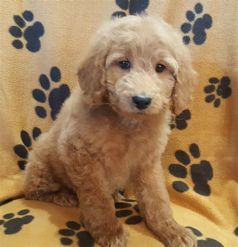 Raising and breeding beautiful f1, f1b, f2b, f2bb, and f3 english creme standards, teddy bear miniature, petite and pocket goldendoodle puppies for sale in border of, wisconsin and minnesota united states. Goldendoodle Puppies For Sale | Wausau, WI #255014