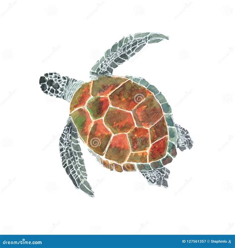 Sea Turtle Isolated On White Background Sea Turtle Hand Painted