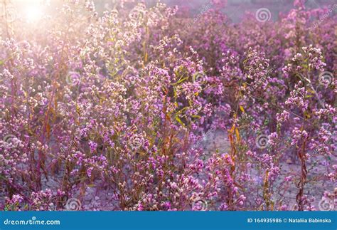 Autumn Meadow Flowers Sunrise Lilac Purple Blue Field Mountain Sunset