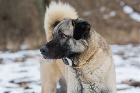 Both breeds are large, and they were originally bred for use as livestock guardians. Anatolian Shepherd Dog Breed Information - Shepherds Bone