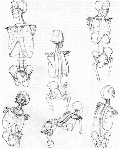 My Note Doing Quick Studies Of A Simplified Version Of The Torso Can