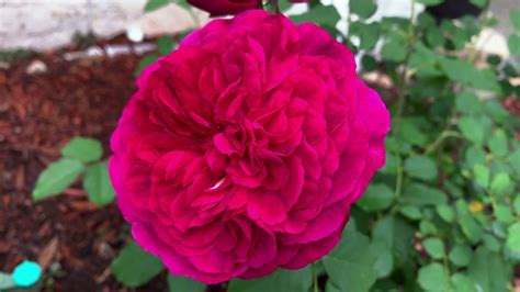 Rose munstead wood®, dunkelrote, seidig, gesunde, kleine duftende rose. Rose - Munstead Wood - YouTube
