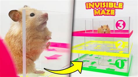 Hamsters Vs Invisible Maze Transparent Maze For Hamsters Youtube