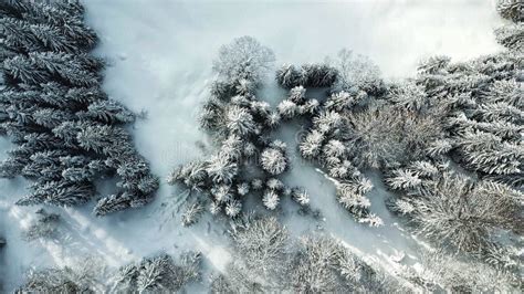 Beautiful Aerial Drone Shot Of A Forest With Trees Covered In Snow