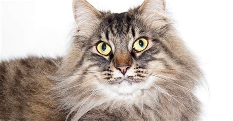 Si leslie ajak main judi. PANTUN MELAYU: Pantun- Dua tiga kucing berlari