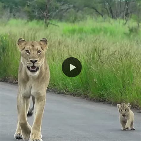 One Month Old Two Tiny Lion Cubs Make A Big Traffic Jam In Kruger