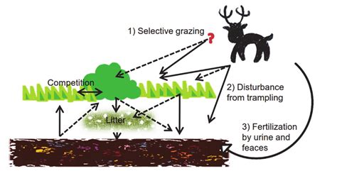 Different Pathways Of Herbivore Control Over Ecosystems Herbivores