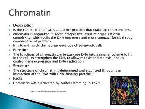 In animal cells, one side of the stack is facing toward the er, and the other side is facing towards the plasma membrane. PPT - 1.3 Cell Structures PowerPoint Presentation - ID:1923761
