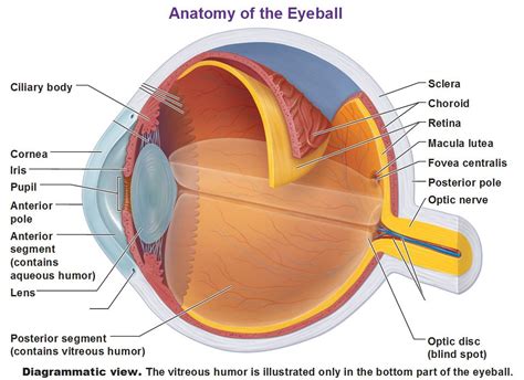 The Eye And Vision Eye Anatomy Eyeball Anatomy Anatomy