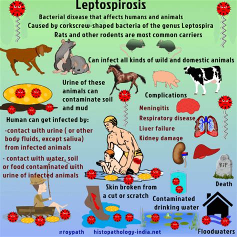 Leptospirosis Symptoms In Humans Anna Mathis