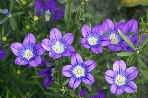 Check spelling or type a new query. Legousia Pentagonia Flowers Photograph by Bob Gibbons