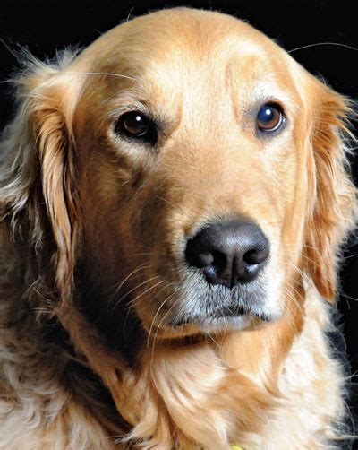 Large Scale Cancer Study Of Golden Retrievers Holds Hope