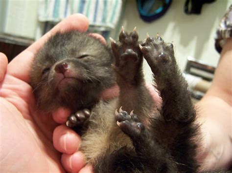 Baby Gray Fox Feet Gray Foxes Urocyon Cinereoargenteus Flickr