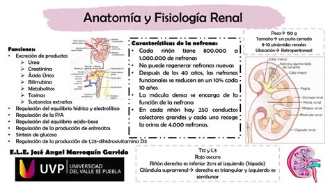 Anatomía Y Fisiología Renal Anatomía Renal Anatomía Humana Udocz
