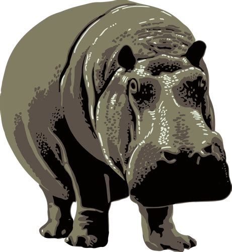 Vector Image Of A Hippo Public Domain Vectors