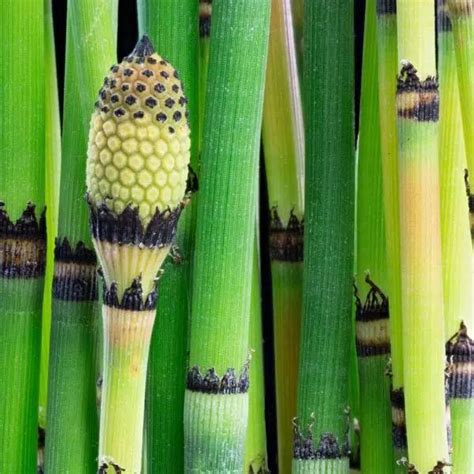 National Plant Network 25 Qt Native Horsetail Reed Equisetum Plant In