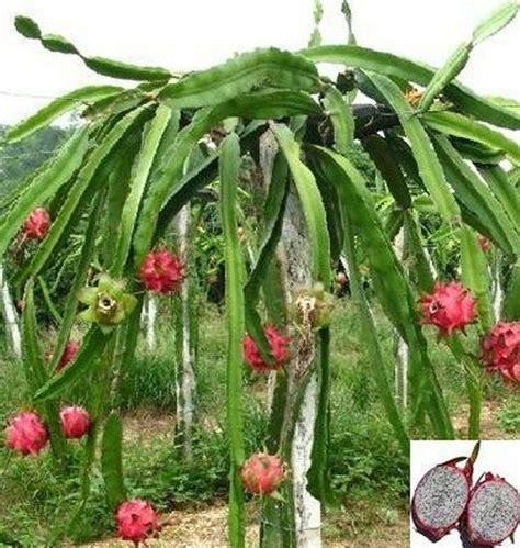 Hylocereus undatus is the most common of several cacti that produce distinct fruits called, dragonfruit or red pitaya. 10 fresh dragon fruit, HYLOCEREUS UNDATUS, white pitaya ...