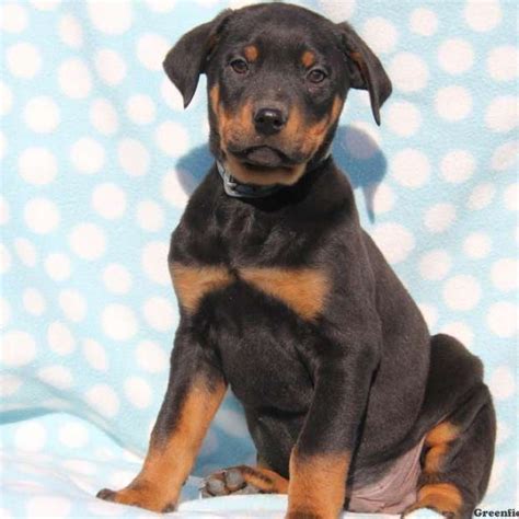 Pictures of english bulldog doberman mix and many more. 63+ Rottweiler Lab Mix Puppy For Sale Near Me - l2sanpiero
