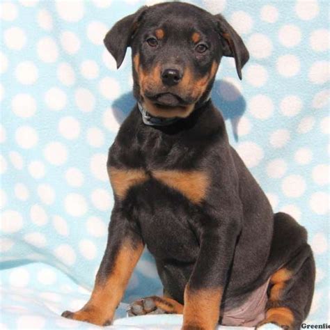 Rotterman Puppies For Sale Rotterman Breed Info Greenfield ...