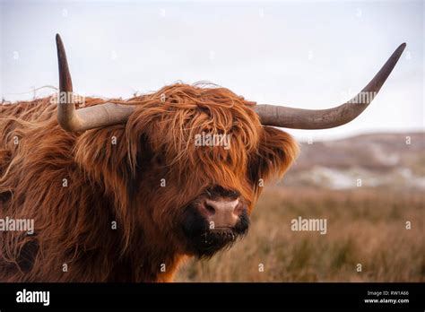 Highland Cattle Bò Ghàidhealach Heilan Coo Scottish Cattle Breed