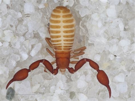 Two Pseudoscorpions Discovered In Grand Canyon Cave