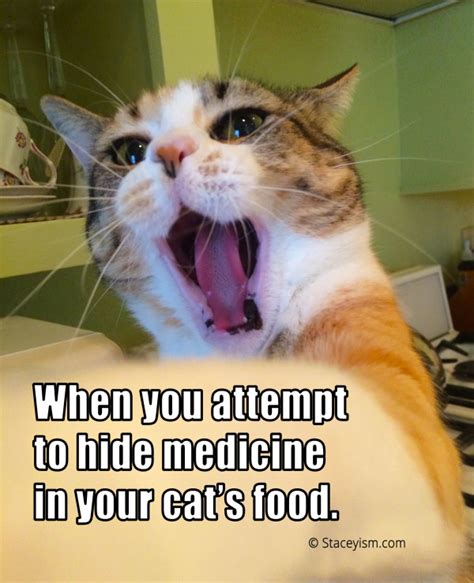 The vomit may contain foamy, yellowish bile, especially after the. Cat Meme Fun - Staceyism…